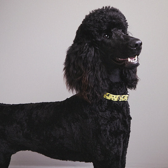 Funky Nylon Dog Collar | Yellow & Black