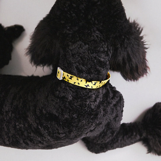 Funky Nylon Dog Collar | Yellow & Black