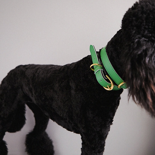 Leren Hondenhalsband | Groen