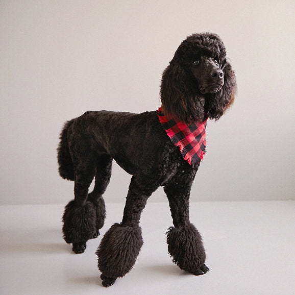 Triangle Cotton Dog Bandana | Black & Red