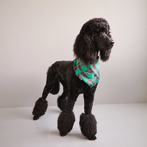 Driehoek katoenen hondenbandana | Groen & Rood