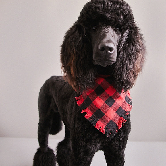 Triangle Cotton Dog Bandana | Black & Red