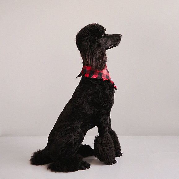 Triangle Cotton Dog Bandana | Black & Red
