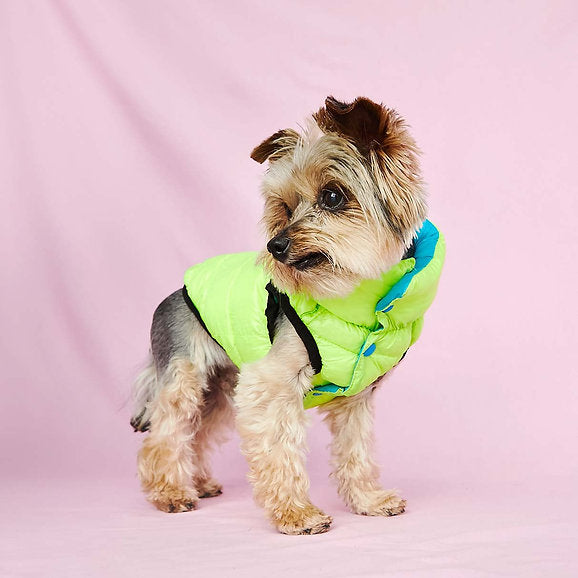 Puffer Dog Vest | Neon Green & Blue