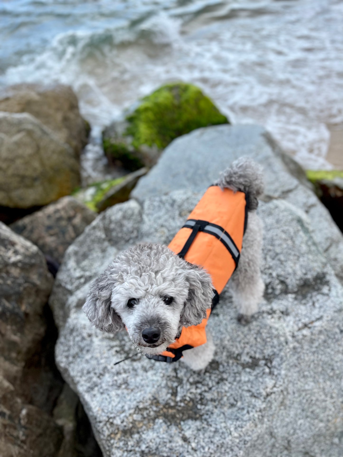 Dog Life Vest | Orange