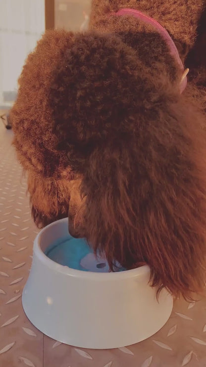 No-Spill Dog Bowl | Blue