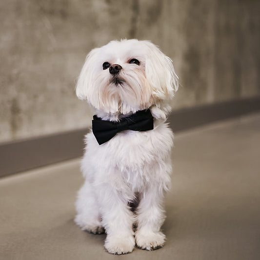 Stylish Bow Tie Collar | Black