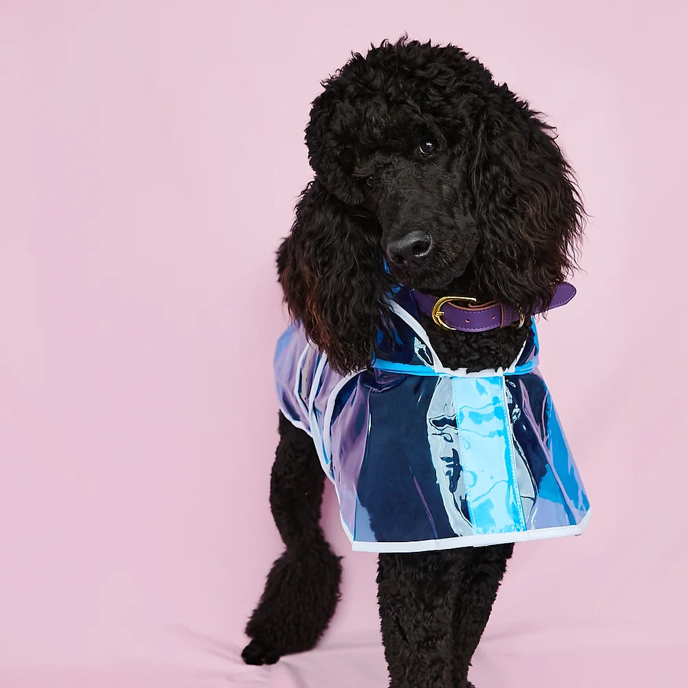 Clear Big Dog Raincoat | Blue