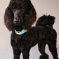 Leather Dog Collar | Cyan Blue