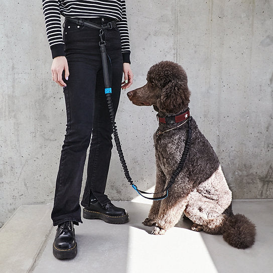 Dog Jogging Gear | Turquoise