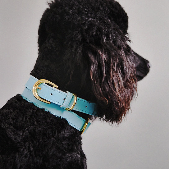 Leather Dog Collar | Cyan Blue