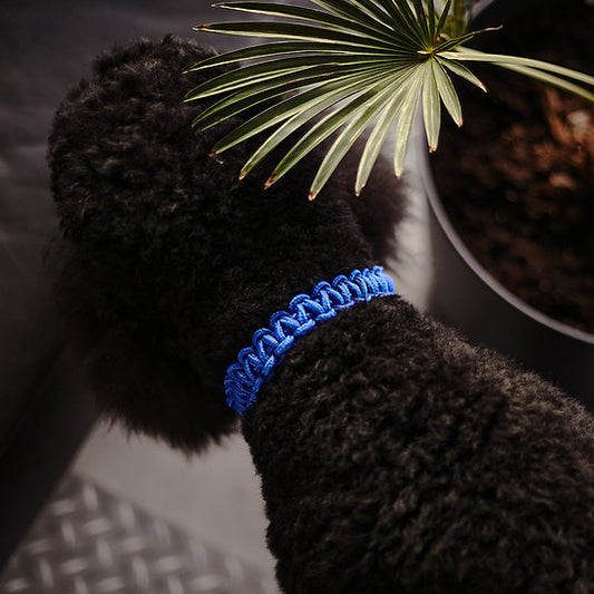 Twisted Leash with Martingale Collar | Blue